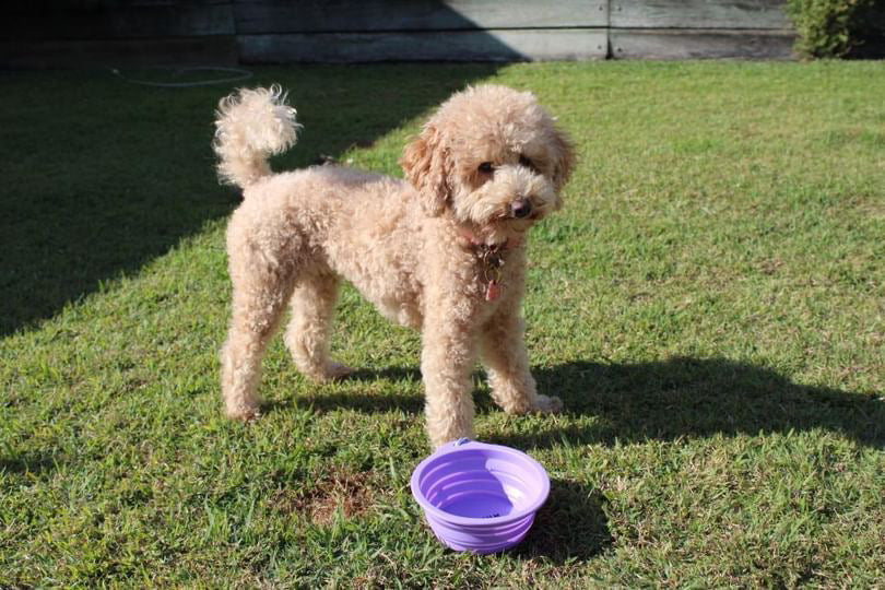 Pawsome Clip On Pop-Up Bowl - FREE GIFT