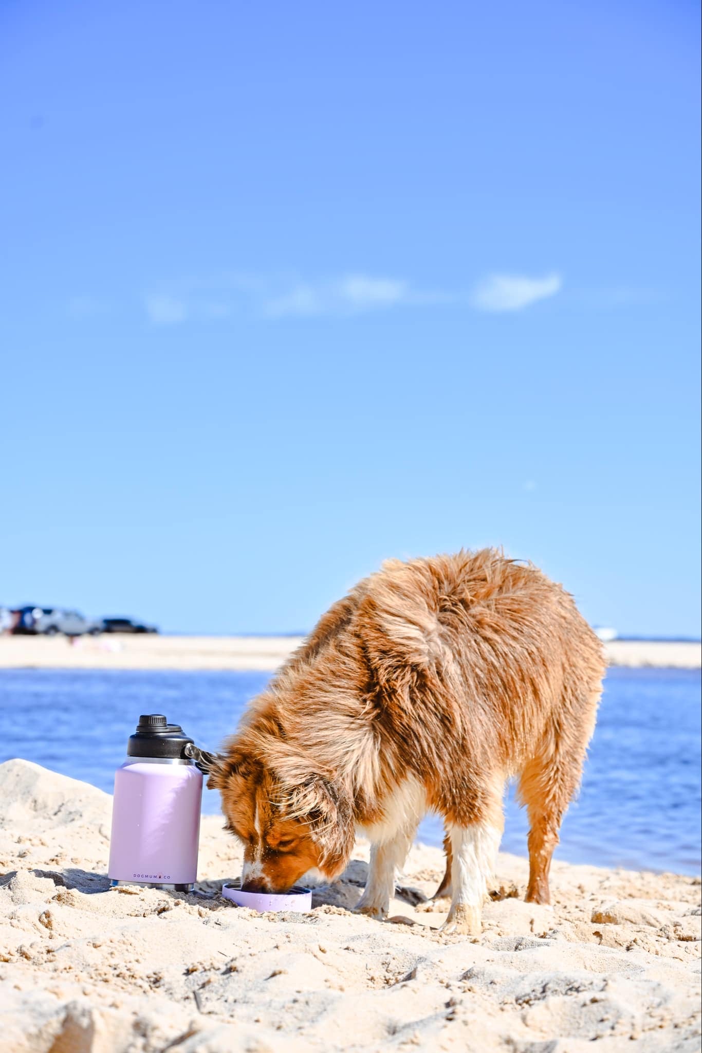 2 in 1 - Winnie Thermal Bottle & Bowl Walkies Kit - LARGE