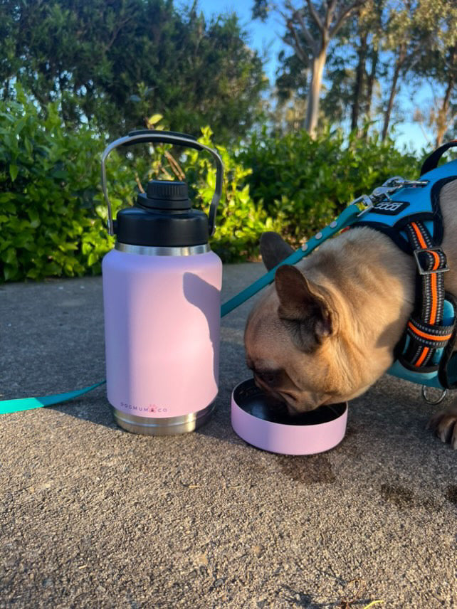 2 in 1 - Winnie Thermal Bottle & Bowl Walkies Kit - LARGE