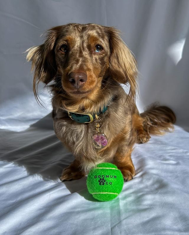 Rufus Rubber Tennis Throw Ball