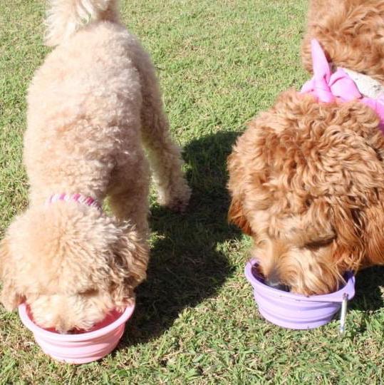 Pawsome Clip On Pop-Up Bowl - FREE GIFT