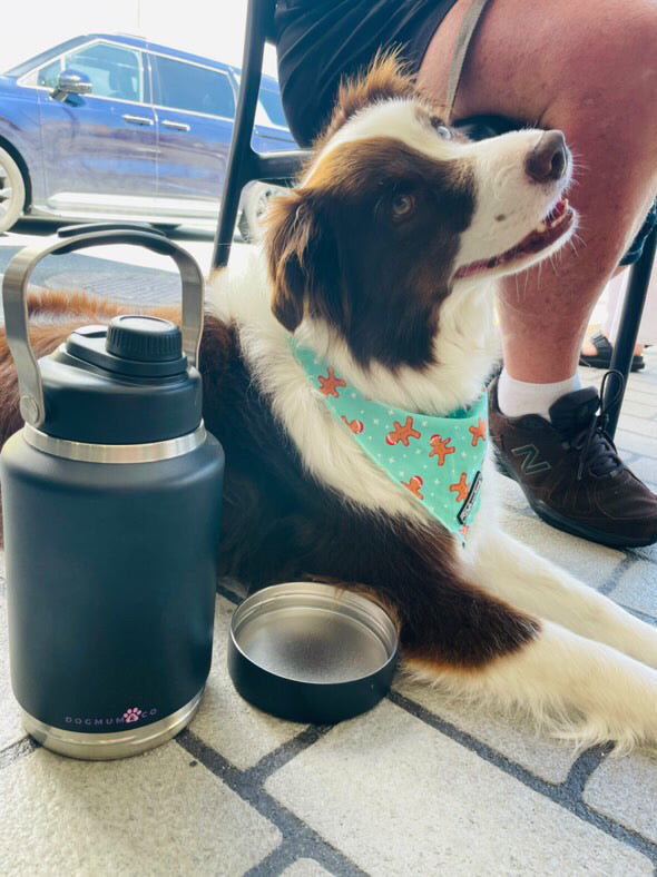 2 in 1 - Winnie Thermal Bottle & Bowl Walkies Kit - LARGE