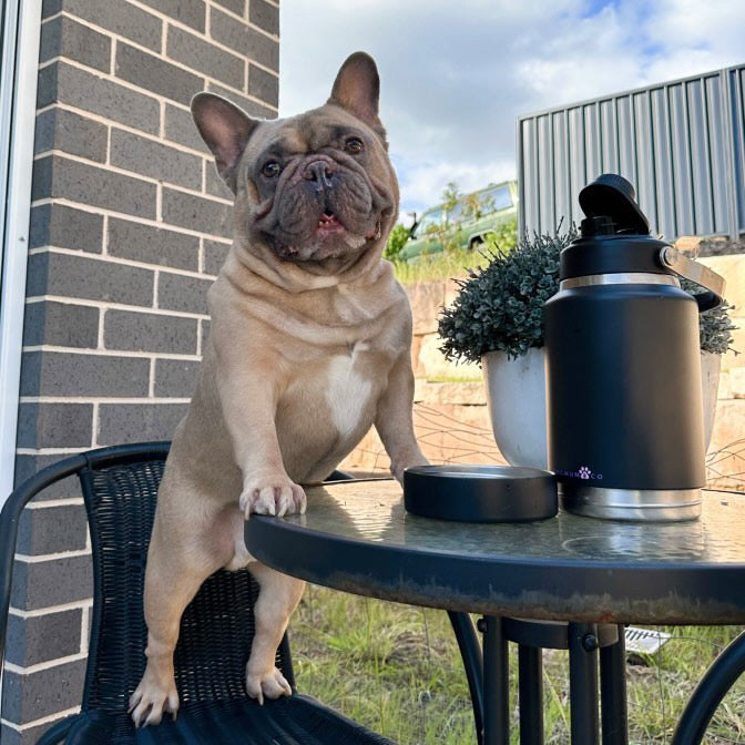 2 in 1 - Winnie Thermal Bottle & Bowl Walkies Kit - LARGE