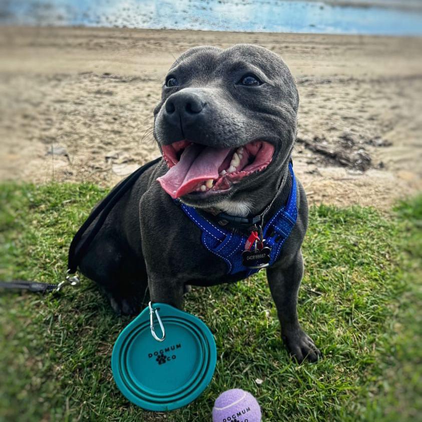 Pawsome Clip On Pop-Up Bowl - FREE GIFT