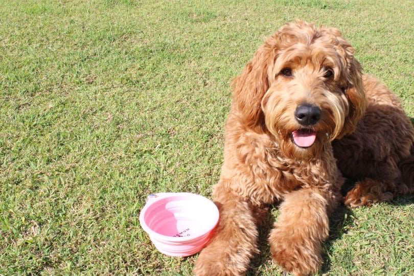 Pawsome Clip On Pop-Up Bowl - FREE GIFT