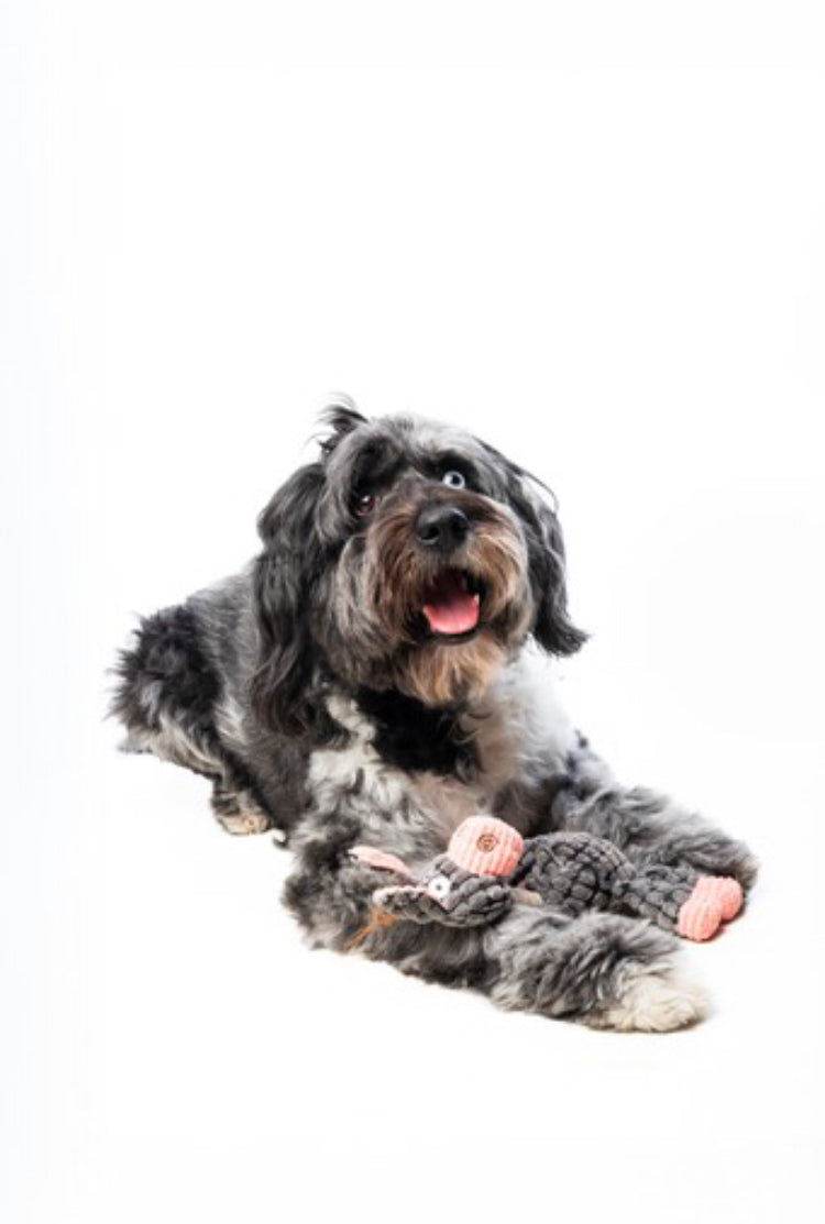 Pawsome Puppy Pack