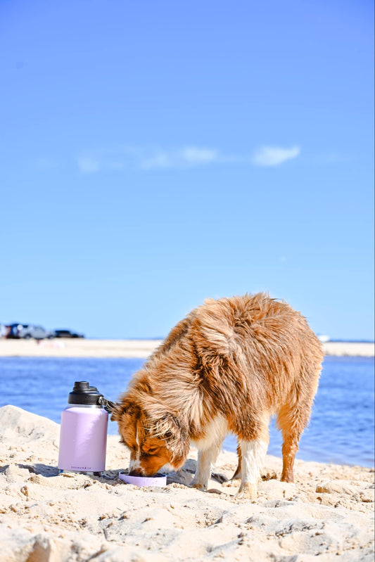 2 in 1 - Winnie Thermal Bottle & Bowl Walkies Kit