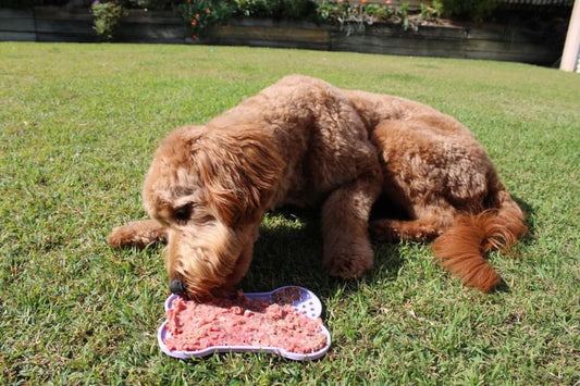 Paws & Lick Playmat